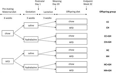 Novel Role of Gestational Hydralazine in Limiting Maternal and Dietary Obesity-Related Chronic Kidney Disease